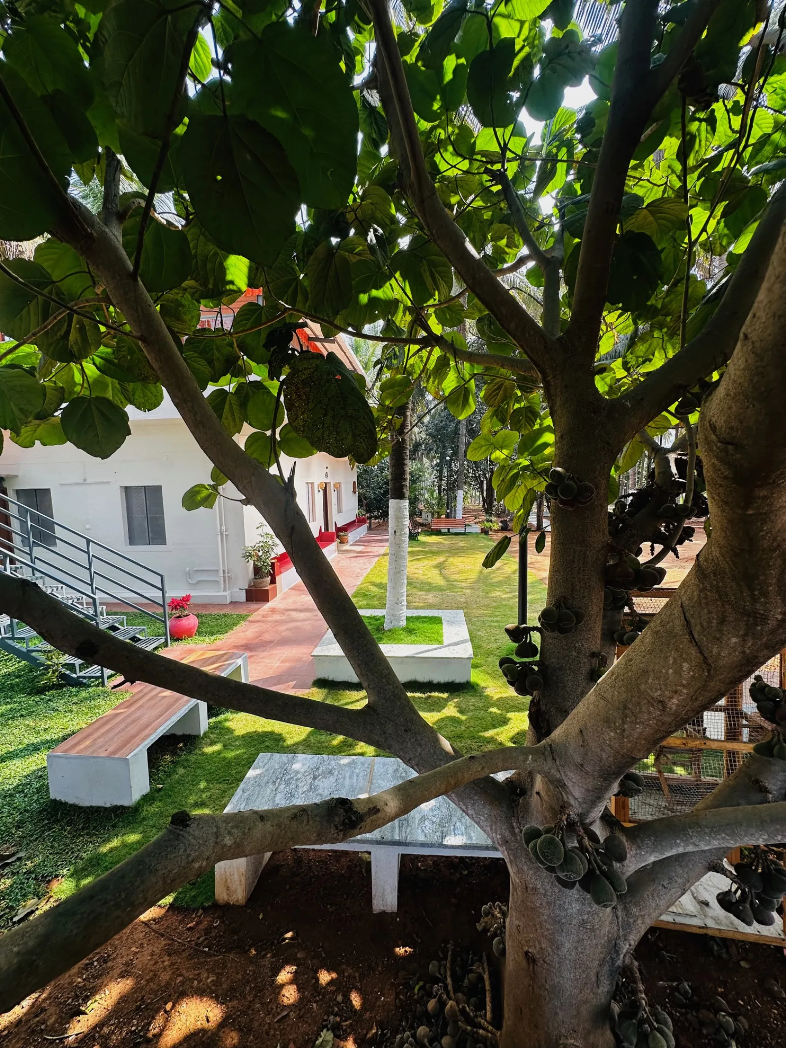 View of Amal Farms grounds through tree branches with lush greenery